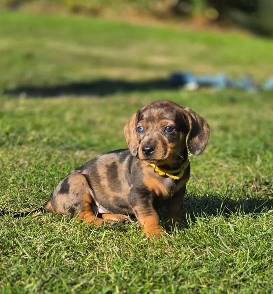 MERAVIGLIOSI CUCCIOLI DI BASSOTTO NANO | Foto 1