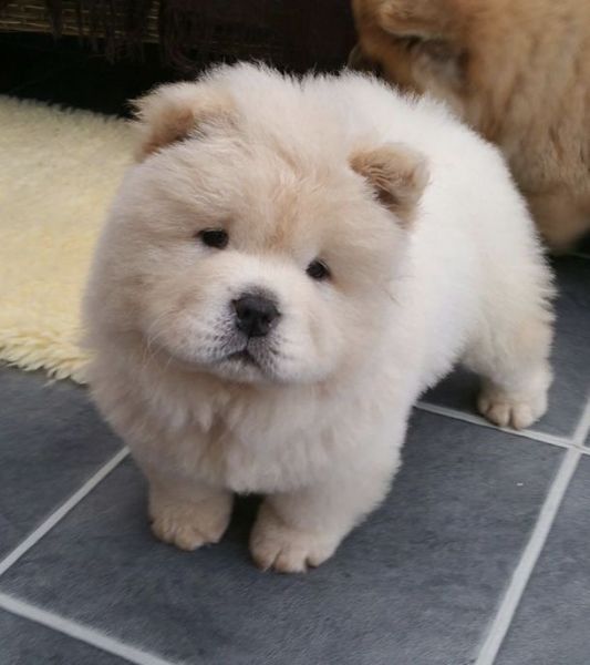 Splendidi cuccioli di Chow Chow La nostra splendi | Foto 2