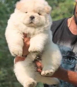 Splendidi cuccioli di Chow Chow La nostra splendi | Foto 1