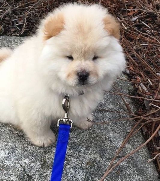 Splendidi cuccioli di Chow Chow La nostra splendi | Foto 0