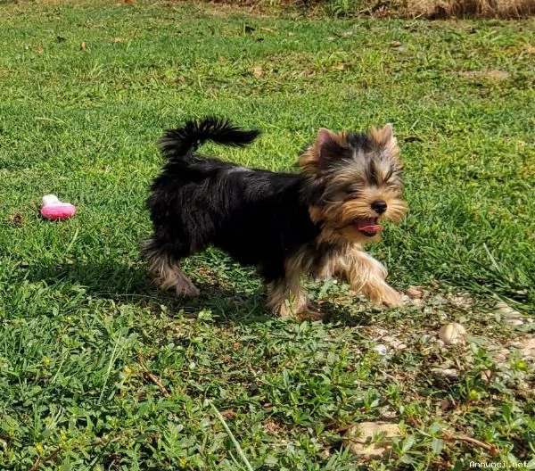 Yorkshire terrier