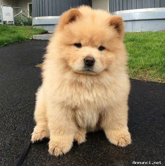 adorabili cuccioli di chow chow femminucce e maschietti disponibili  i cuccioli sono vaccinati