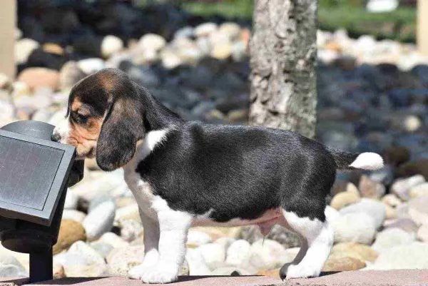 BEAGLE CUCCIOLI CON PEDIGREE ALLEVAMENTO