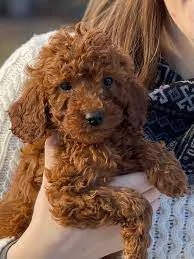 Adorabili cuccioli di Barboncino disponibili