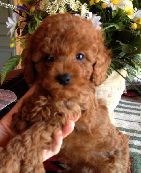 Barboncini Toy e Nani | Foto 0