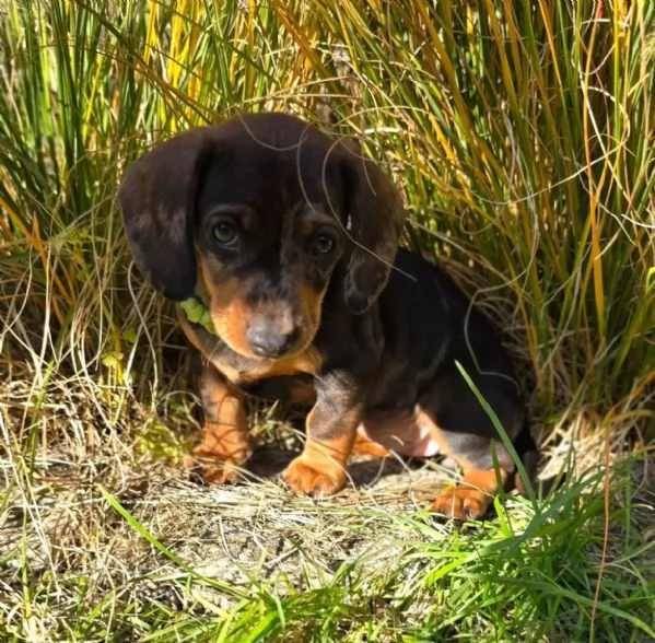 DISPONIBILI CUCCIOLI DI BASSOTTO TEDESCO CIOCCOLATO | Foto 1