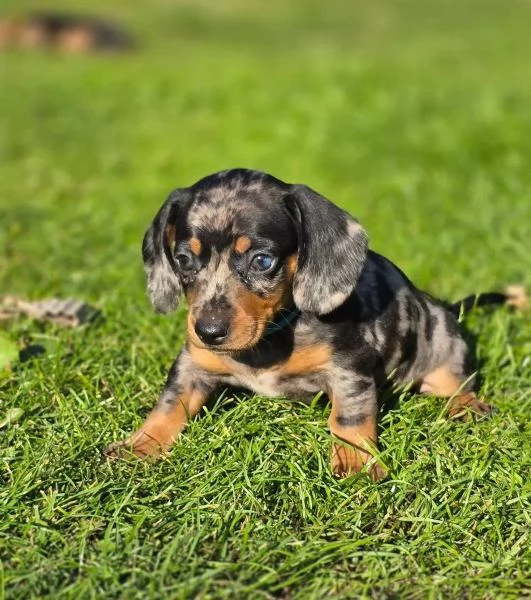 BASSOTTI NANI A PELO CORTO CUCCIOLI | Foto 3