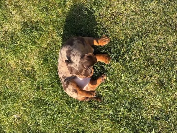 Disponibili splendidi cuccioli di Bassotto Tedesco | Foto 5