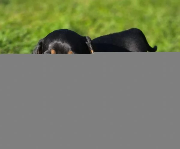 Disponibili splendidi cuccioli di Bassotto Tedesco | Foto 3