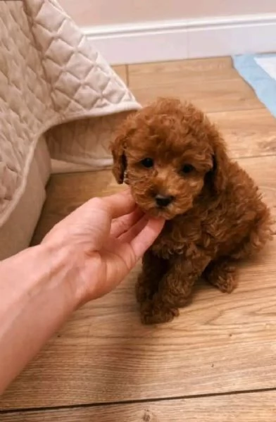 Adorabili cuccioli di barboncino in adozione