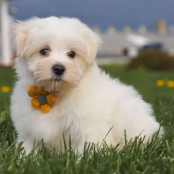 Regalo cuccioli di maltese per ladozione   disponibili per una buona case i cuccioli sono ben tren