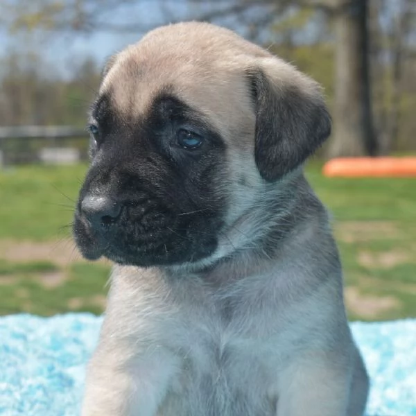cuccioli di BullMastiff femminucce e maschietti disponibili    i cuccioli sono vaccinati sverminati