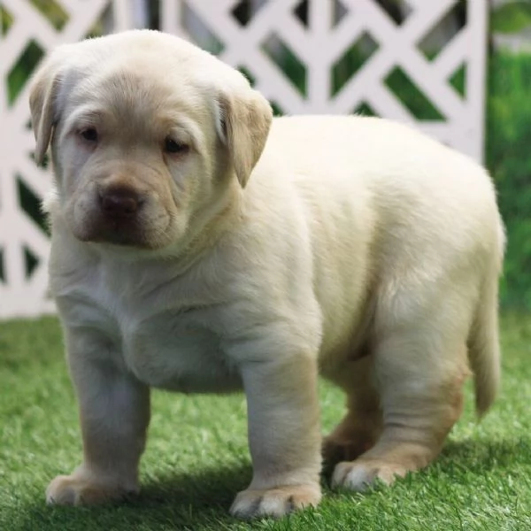 Regalo CUCCIOLI LABRADOR   BELLISSIMI CUCCIOLI DI LABRADOR DI PRIMA SCELTA IN PRONTA CONSEGNA MICROC