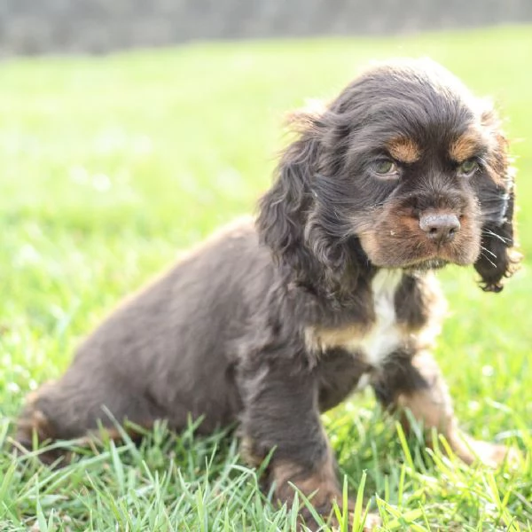 REGALO Cuccioli Coker Spaniel   i cuccioli vengono consegnati con svezzamento  primo vaccino libre