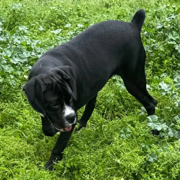 Regalo Cuccioli di Boxer   Cuccioli di Boxer rossi Maschietti e Femminucce  I cuccioli vengono cedu