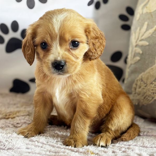 Regalo GOLDEN RETRIVER CUCCIOLI DISPONIBILE PER LADOZIONE   Adorabili cuccioli di Golden Retriver f