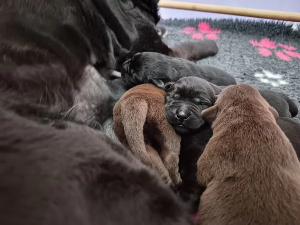 CUCCIOLI DI LABRADOR RETRIEVER 
