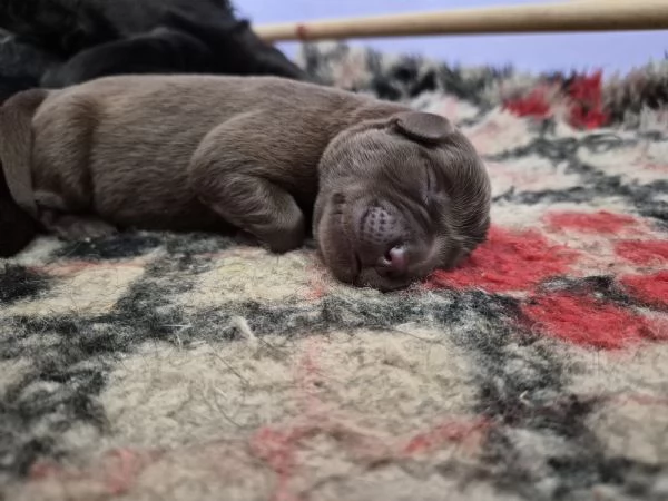CUCCIOLI DI LABRADOR RETRIEVER  | Foto 3