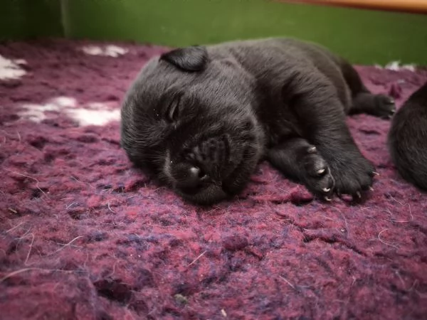 CUCCIOLI DI LABRADOR RETRIEVER  | Foto 2