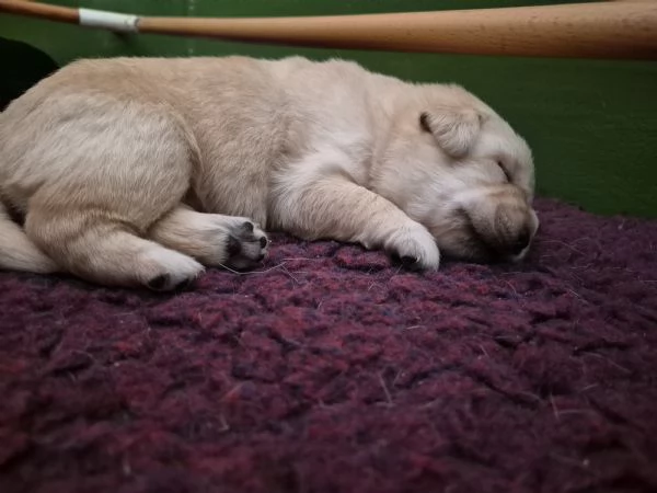 CUCCIOLI DI LABRADOR RETRIEVER  | Foto 1