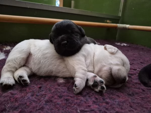 CUCCIOLI DI LABRADOR RETRIEVER  | Foto 0