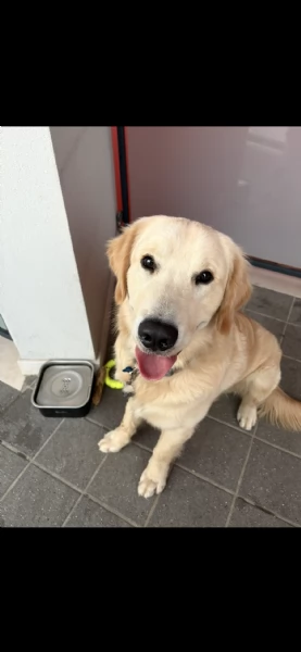 Vendo golden retriever