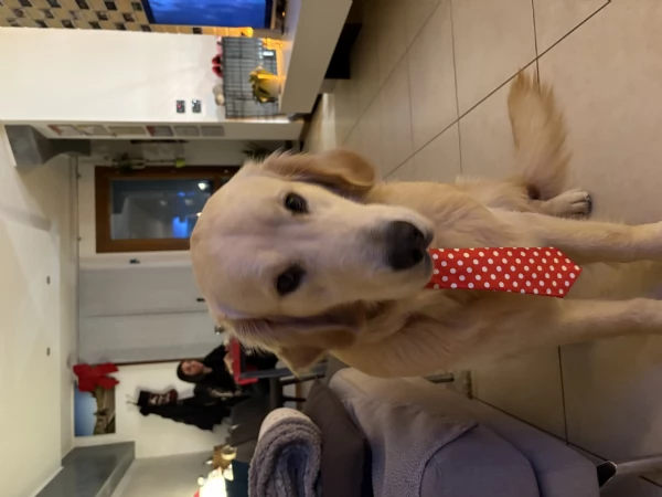 Vendo golden retriever | Foto 5