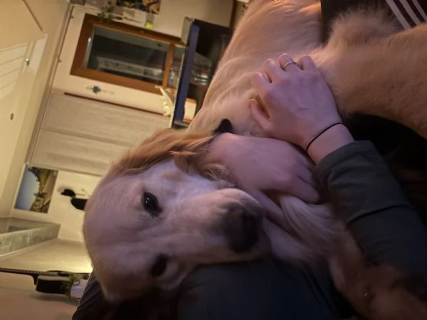 Vendo golden retriever | Foto 3