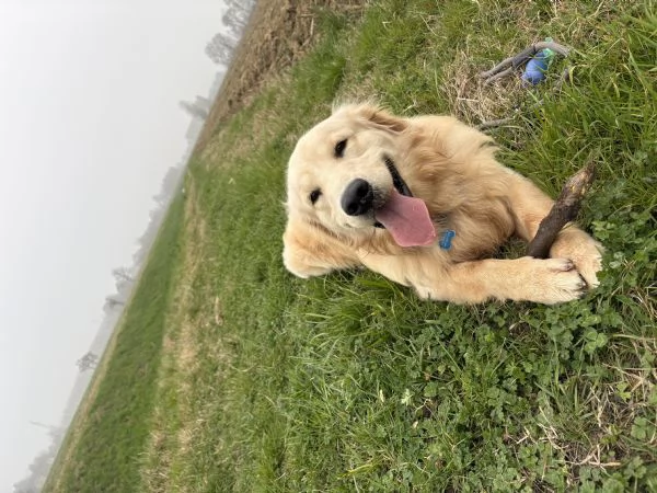 Vendo golden retriever | Foto 2