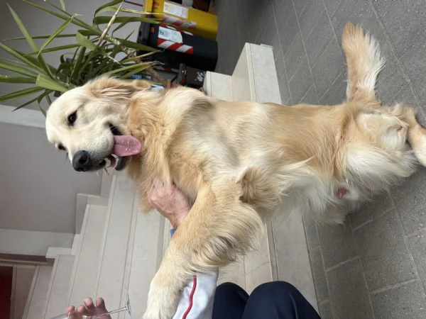 Vendo golden retriever | Foto 1