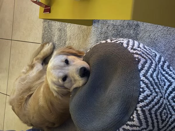 Vendo golden retriever | Foto 0