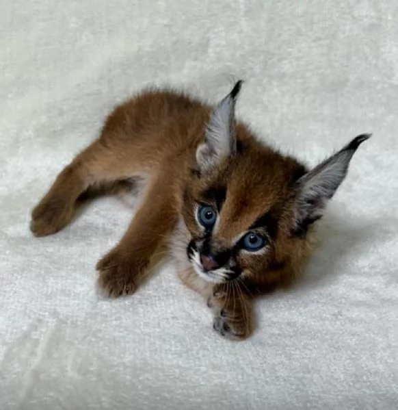Cucciolo di caracal disponibile