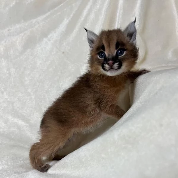 Cucciolo di caracal disponibile | Foto 1