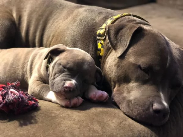 cuccioli di American PitBull Terrier | Foto 0
