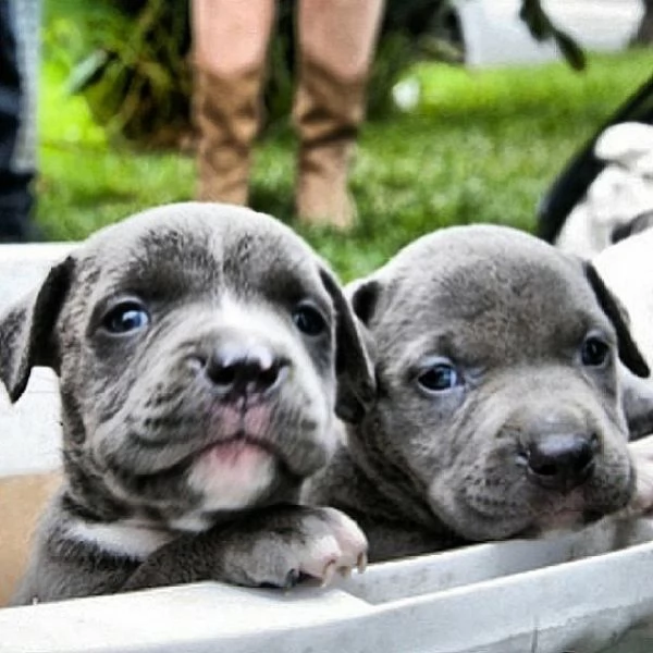 vendo cuccioli di pitbull  | Foto 1