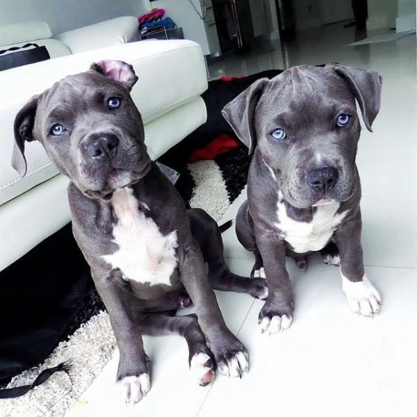 vendo cuccioli di pitbull  | Foto 0