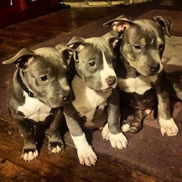 vendo cuccioli di pitbull 