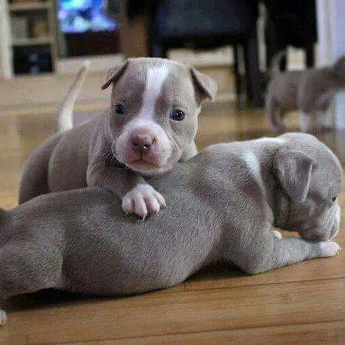 vendo cuccioli di pitbull  | Foto 0