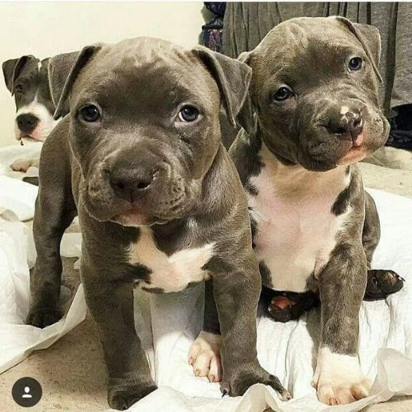 vendo cuccioli di pitbull 