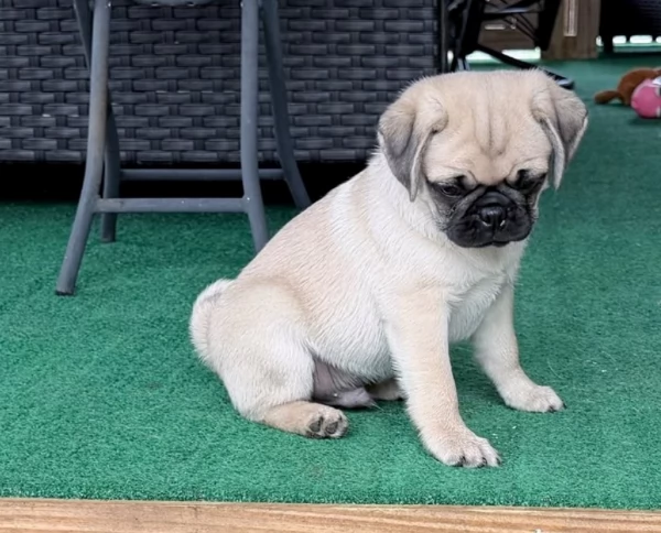 Cuccioli di Carlino con Pedigree