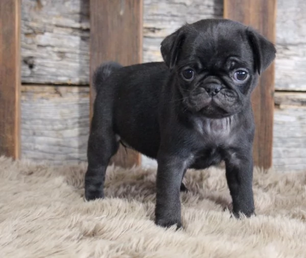 Cuccioli di Carlino con Pedigree | Foto 0