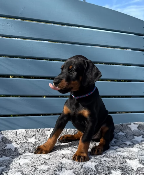 Cuccioli di Dobermann eccezionali | Foto 1