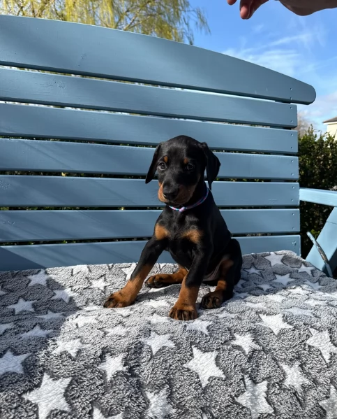 Cuccioli di Dobermann eccezionali | Foto 0