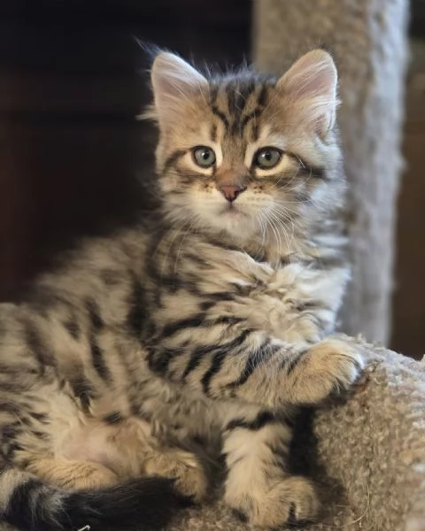 hidden Gattile Pieno 10 Adulti Devono Uscire  Brescia