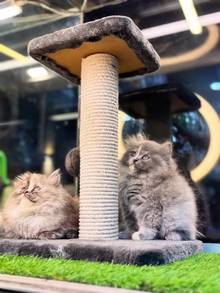 Adorabili gattini in cerca di una casa amorevole in Italia