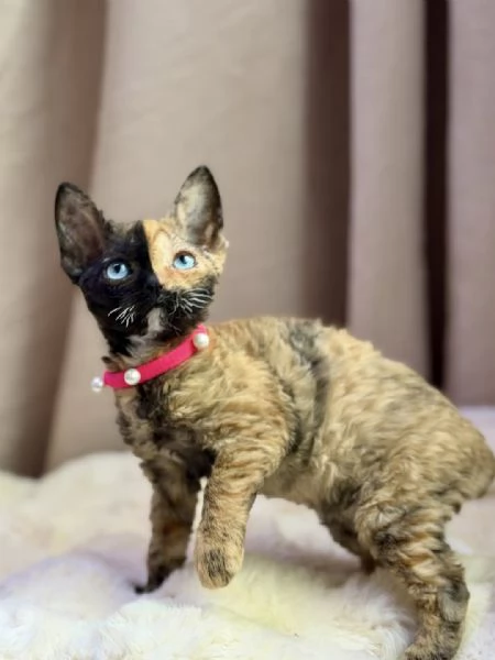 Adorabili gattini italiani pronti per ladozione