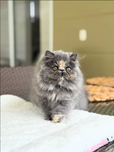 Dolcissimi gattini salvati disponibili per ladozione