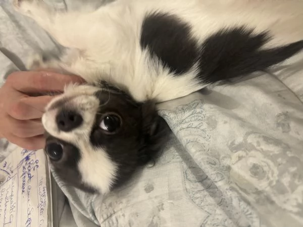 Chihuahua maschio | Foto 4