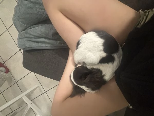 Chihuahua maschio | Foto 3