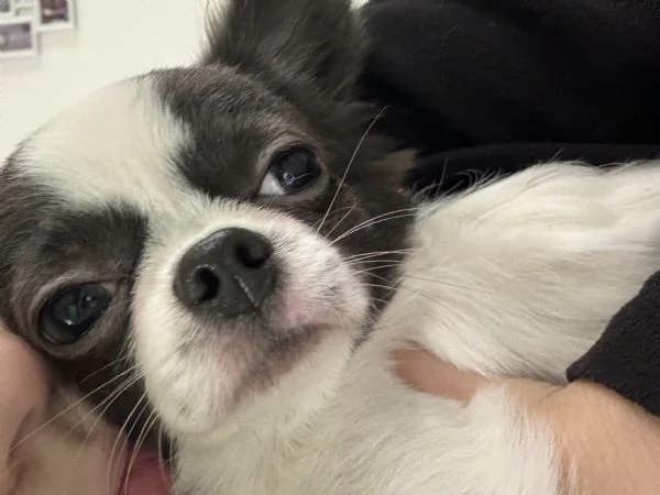 Chihuahua maschio | Foto 2